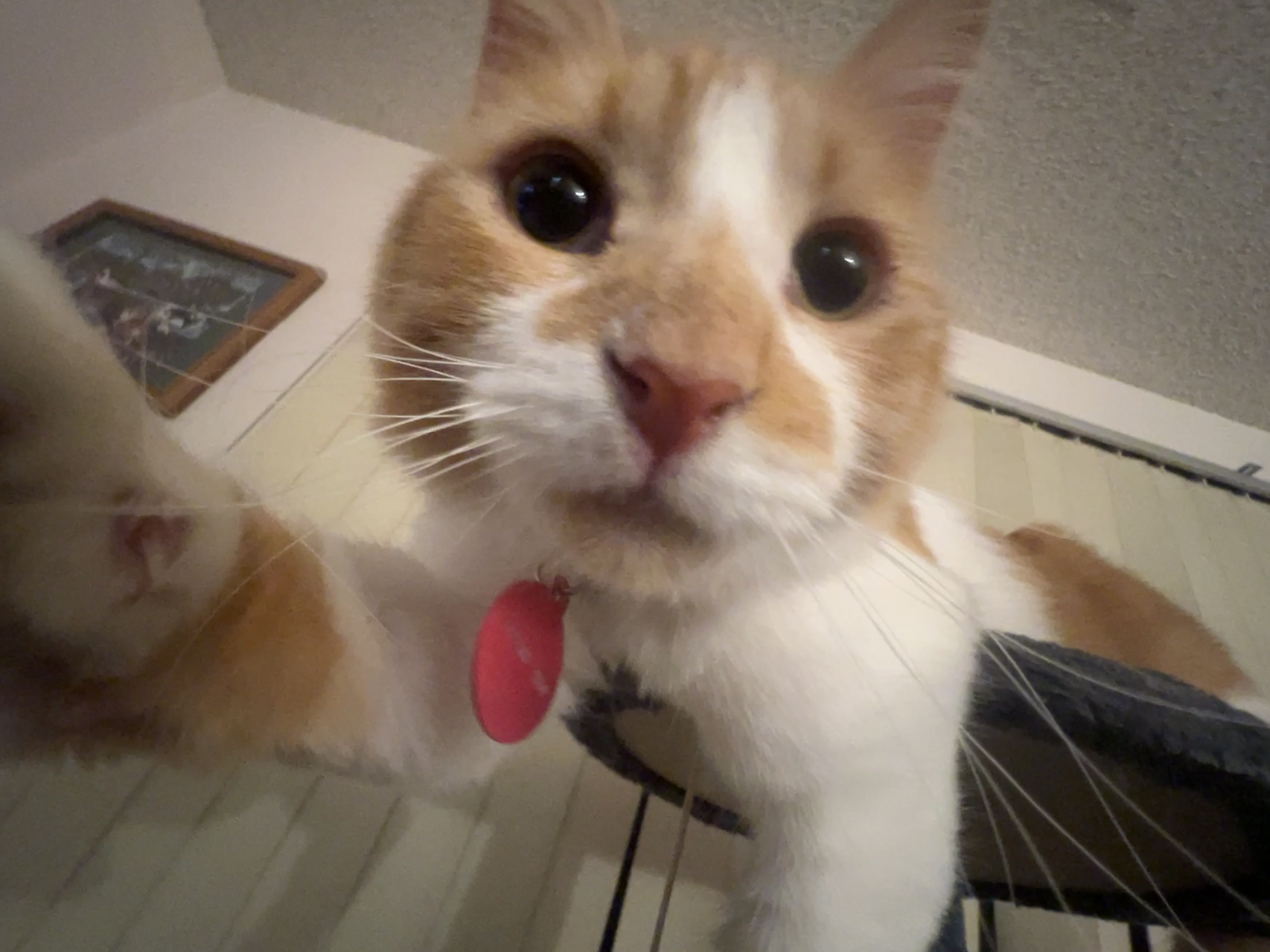 Buckwheat, My Cat